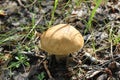 One small porcini in a summer forest 20161