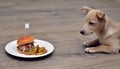 One small puppy dog fastidious looking at tasty hamburger Royalty Free Stock Photo