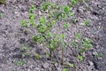 One small raspberry bush with green leaves