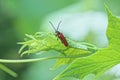 one small red beetle sits on a green leaf Royalty Free Stock Photo