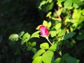 One small red rose bud close up on the stone background. Red Rose bloom in the cemetery at sunset. Care of garden shrub and bush Royalty Free Stock Photo