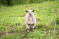 One small sheep grazing on pasture Royalty Free Stock Photo
