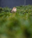 One small sparrow perched on green bush in the public park in Berlin.Bird life in the urban settings. Selective focus. Blurred