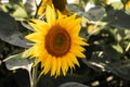 One small sunflower in the middle of a sunflowers field