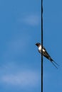 One small swallow bird resting on a wire - below, low angle Royalty Free Stock Photo
