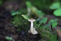 One small toadstool on rotten wood closeup