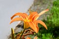 One small vivid orange flower of Lilium or Lily plant in a British cottage style garden in a sunny summer day, beautiful outdoor Royalty Free Stock Photo