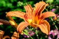 One small vivid orange flower of Lilium or Lily plant in a British cottage style garden in a sunny summer day, beautiful outdoor Royalty Free Stock Photo