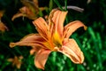 One small vivid orange flower of Lilium or Lily plant in a British cottage style garden in a sunny summer day, beautiful outdoor