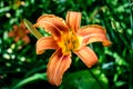 One small vivid orange red flowers of Lilium or Lily plant in a British cottage style garden in a sunny summer day, beautiful Royalty Free Stock Photo