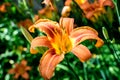 One small vivid orange red flowers of Lilium or Lily plant in a British cottage style garden in a sunny summer day, beautiful Royalty Free Stock Photo