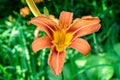 One small vivid orange red flowers of Lilium or Lily plant in a British cottage style garden in a sunny summer day, beautiful Royalty Free Stock Photo