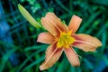 One small vivid orange red flowers of Lilium or Lily plant in a British cottage style garden in a sunny summer day, beautiful Royalty Free Stock Photo