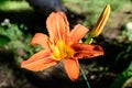 One small vivid orange red flowers of Lilium or Lily plant in a British cottage style garden in a sunny summer day, beautiful Royalty Free Stock Photo