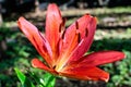 One small vivid red flower of Lilium or Lily plant in a British cottage style garden in a sunny summer day, beautiful outdoor