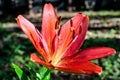 One small vivid red flower of Lilium or Lily plant in a British cottage style garden in a sunny summer day, beautiful outdoor Royalty Free Stock Photo