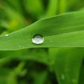 One small waterdrop on the green grass