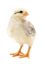 One small white chicken Royalty Free Stock Photo