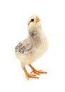 One small white chicken Royalty Free Stock Photo