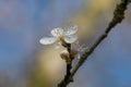 One small white damson tree flower, Prunus domestica insititia, blossoming in spring showing long stamens, close-up view Royalty Free Stock Photo