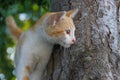 Little white ginger kitten is standing on a black tree trunk in the park Royalty Free Stock Photo