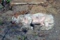 White stray dog lies and sleeps on the ground in the street Royalty Free Stock Photo