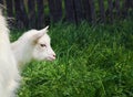 One small white young goat head among green grass Royalty Free Stock Photo