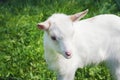 One small white young goat standing sidewise Royalty Free Stock Photo