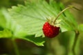 One small wild strawberry growing outdoors, closeup. Space for text Royalty Free Stock Photo