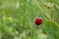 One small wild strawberry growing outdoors. Space for text Royalty Free Stock Photo