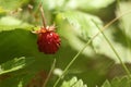 One small wild strawberry growing outdoors. Space for text Royalty Free Stock Photo