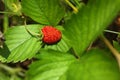 One small wild strawberry growing outdoors on sunny day Royalty Free Stock Photo