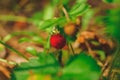 One small wild strawberry hanging on a green branch