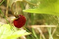 One small wild strawberry and leaves growing outdoors Royalty Free Stock Photo