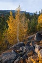 One small yellow birch on a taiga background