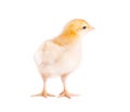 One small yellow chicken isolated Royalty Free Stock Photo