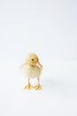 one small yellow duckling on white background, selective focus, minimalism Royalty Free Stock Photo