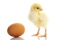 One small yellow separated chicken and egg. Royalty Free Stock Photo