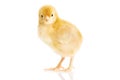 One small yellow separated chicken. Royalty Free Stock Photo