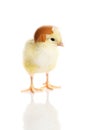 One small yellow separated chicken. Royalty Free Stock Photo