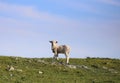 One small young white lamb grazes on green grass against the blue sky