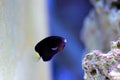 Pygmy Yellowtail Angelfish - Centropyge flavicauda Royalty Free Stock Photo