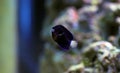 Pygmy Yellowtail Angelfish - Centropyge flavicauda Royalty Free Stock Photo