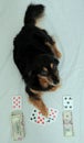 Poker Dog Royalty Free Stock Photo