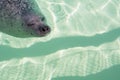 One smiling sea lion is dreaming in the water during the day. Marine mammal is swimming in the water. The head of the sea lion Royalty Free Stock Photo