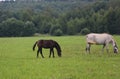 One smoll horse and father on Royalty Free Stock Photo