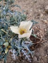 One smooth cute white Flower in Indian feald