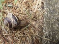 One snail with a damaged house, a shell, after a rainy day Royalty Free Stock Photo