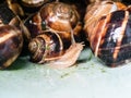 Snail between many collected snails in bucket Royalty Free Stock Photo