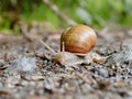 One snail on sandy ground